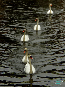 Gansos em Bruges