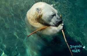 Toronto Zoo
