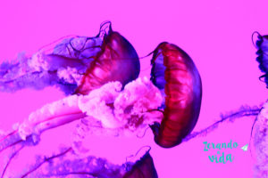 Ripley's Aquarium Toronto